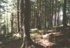 nizketatry17